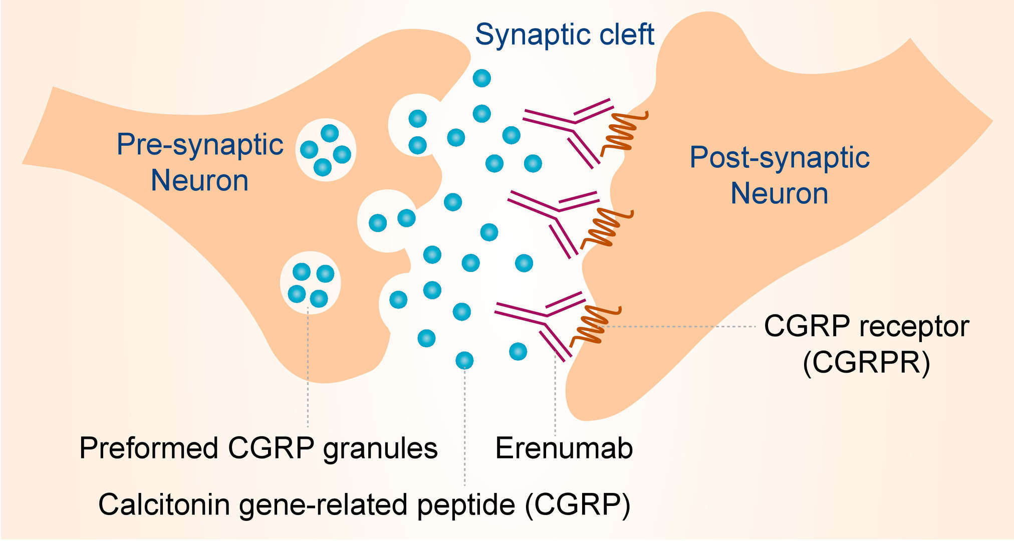 Mechanism of Action of Erenumab